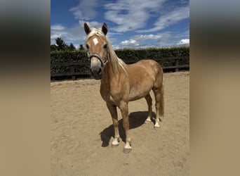 Haflinger, Ruin, 4 Jaar, 155 cm