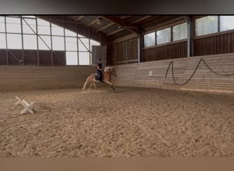 Haflinger, Ruin, 4 Jaar, 155 cm, Vos
