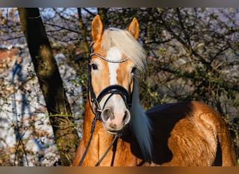 Haflinger, Ruin, 4 Jaar, 155 cm, Vos