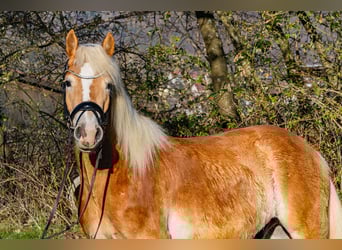 Haflinger, Ruin, 4 Jaar, 155 cm, Vos