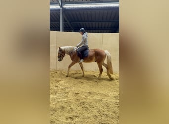 Haflinger, Ruin, 4 Jaar, 155 cm, Vos