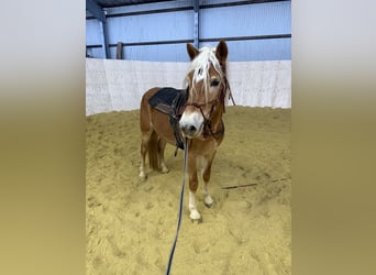 Haflinger, Ruin, 4 Jaar, 155 cm, Vos