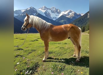 Haflinger, Ruin, 4 Jaar, 155 cm, Vos