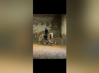 Haflinger, Ruin, 4 Jaar, 156 cm, Vos
