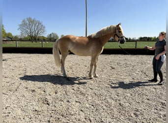 Haflinger, Ruin, 4 Jaar, 158 cm