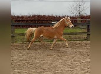 Haflinger, Ruin, 4 Jaar, 160 cm, Vos