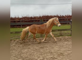 Haflinger, Ruin, 4 Jaar, 160 cm, Vos