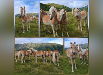 Haflinger, Ruin, 4 Jaar