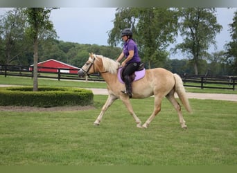Haflinger, Ruin, 4 Jaar, Palomino