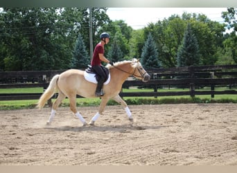 Haflinger, Ruin, 4 Jaar, Palomino