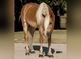 Haflinger, Ruin, 4 Jaar, Palomino