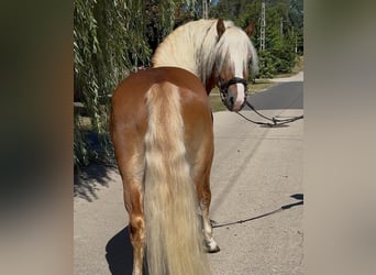 Haflinger, Ruin, 5 Jaar, 144 cm, Vos