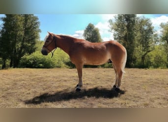Haflinger, Ruin, 5 Jaar, 145 cm, Donkere-vos