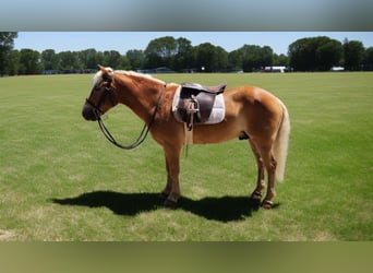 Haflinger, Ruin, 5 Jaar, 145 cm, Donkere-vos