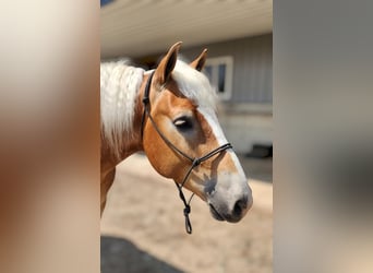 Haflinger, Ruin, 5 Jaar, 145 cm, Donkere-vos