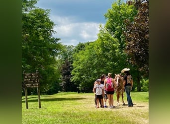 Haflinger, Ruin, 5 Jaar, 145 cm