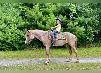 Haflinger, Ruin, 5 Jaar, 145 cm, Roan-Red