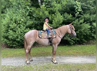 Haflinger, Ruin, 5 Jaar, 145 cm, Roan-Red