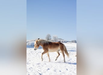 Haflinger, Ruin, 5 Jaar, 146 cm, Vos