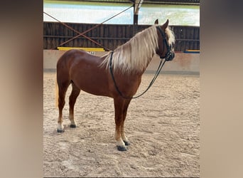 Haflinger Mix, Ruin, 5 Jaar, 147 cm, Donkere-vos