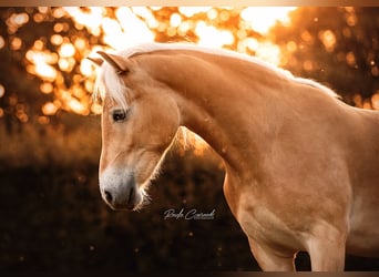 Haflinger, Ruin, 5 Jaar, 147 cm, Palomino