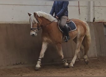 Haflinger, Ruin, 5 Jaar, 147 cm, Palomino