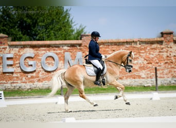 Haflinger, Wallach, 5 Jahre, 148 cm, Palomino