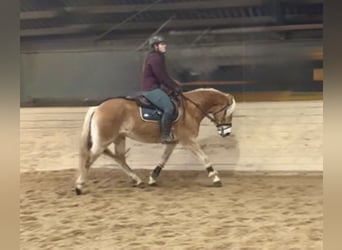 Haflinger, Ruin, 5 Jaar, 148 cm, Vos
