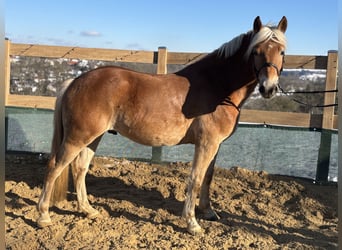 Haflinger, Ruin, 5 Jaar, 150 cm