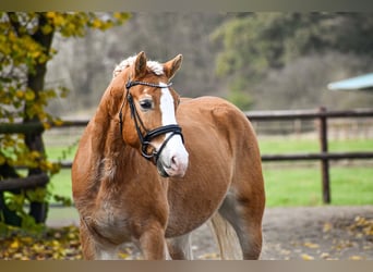 Haflinger, Ruin, 5 Jaar, 150 cm, Vos