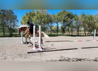 Haflinger Mix, Ruin, 5 Jaar, 150 cm, Vos