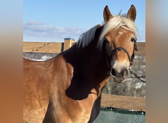 Haflinger, Ruin, 5 Jaar, 150 cm, Vos