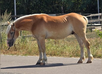Haflinger, Ruin, 5 Jaar, 152 cm, Palomino