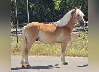 Haflinger, Ruin, 5 Jaar, 152 cm, Palomino