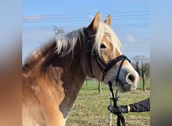 Haflinger, Ruin, 5 Jaar, 152 cm, Vos