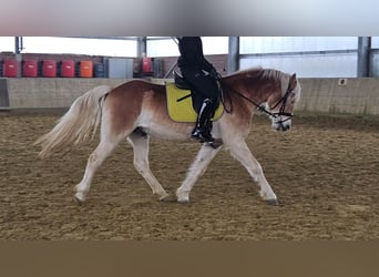 Haflinger, Ruin, 5 Jaar, 152 cm, Vos