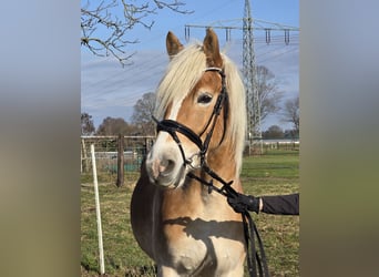 Haflinger, Ruin, 5 Jaar, 152 cm, Vos