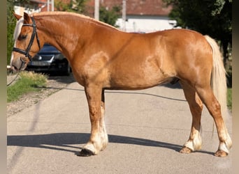 Haflinger Mix, Ruin, 5 Jaar, 155 cm, Vos