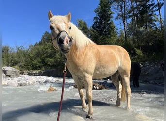 Haflinger, Ruin, 5 Jaar, 155 cm, Vos