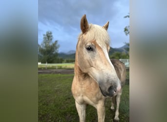 Haflinger, Ruin, 5 Jaar, 155 cm, Vos