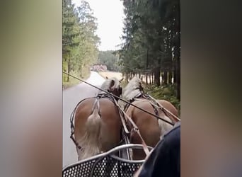 Haflinger, Ruin, 5 Jaar, 158 cm, Vos