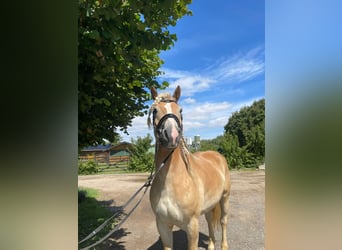 Haflinger, Ruin, 5 Jaar, 158 cm, Vos