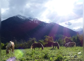 Haflinger, Ruin, 5 Jaar