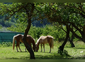 Haflinger, Ruin, 5 Jaar
