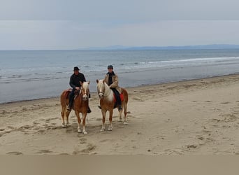 Haflinger, Ruin, 5 Jaar