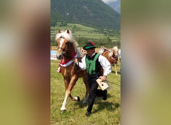 Haflinger, Ruin, 5 Jaar