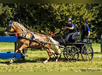 Haflinger, Ruin, 5 Jaar