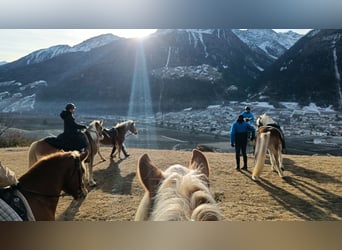 Haflinger, Ruin, 5 Jaar