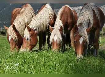Haflinger, Ruin, 5 Jaar
