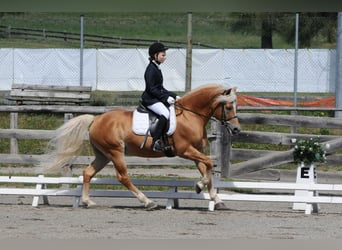 Haflinger, Ruin, 5 Jaar